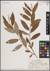 Foto von Salix excelsa S. G. Gmel.